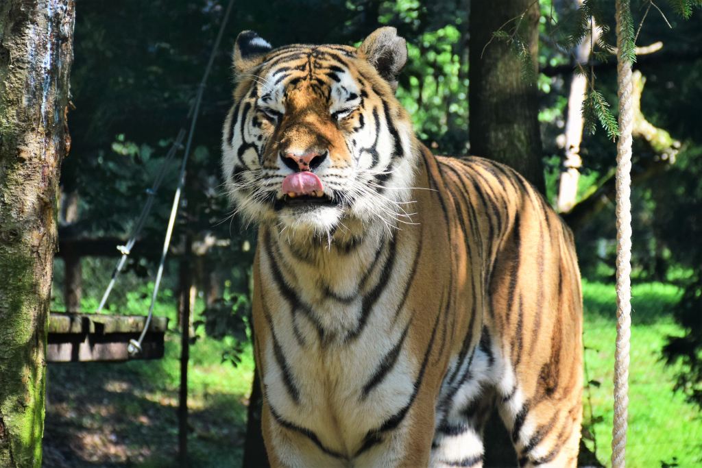 5 Endangered Species That Are Bouncing Back Thanks To Ecotourism - Bengal Tiger