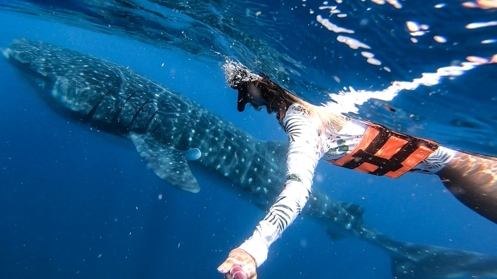 whale shark near isla mujeres mexico