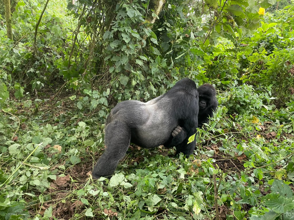 mountain gorilla trekking in d.r. congo