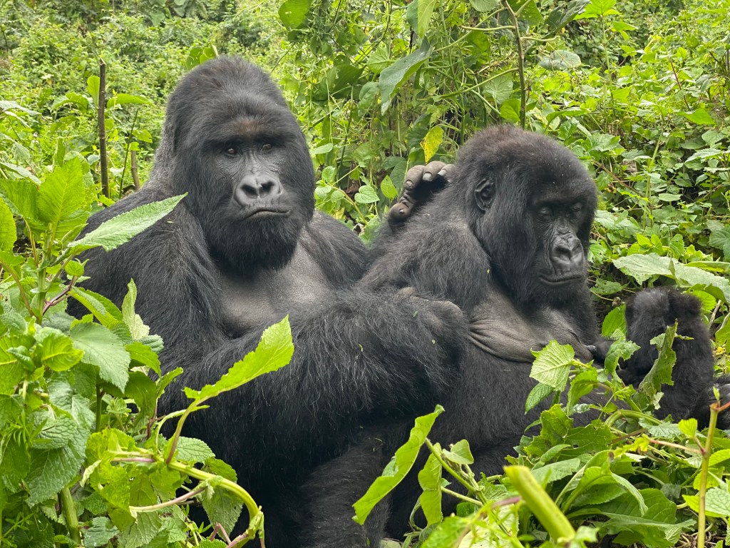 mountain gorilla trekking in D.R. Congo