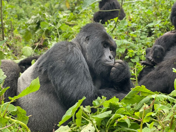 mountain gorilla trekking in d.r. congo