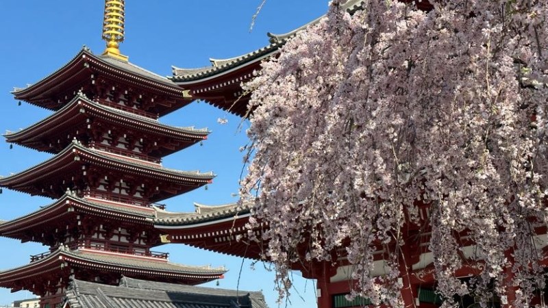 asakusa cherry blossoms 2023