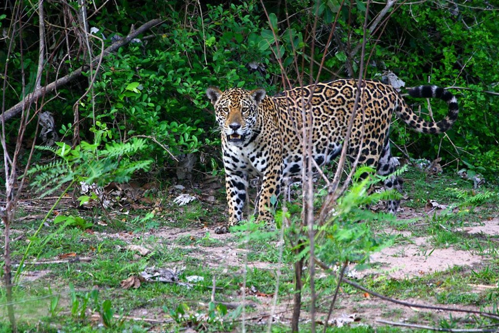 5 Endangered Species That Are Bouncing Back Thanks To Ecotourism  - Jaguar