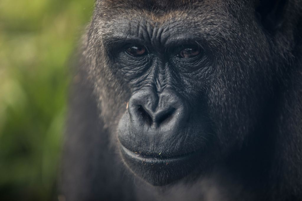 5 Endangered Species That Are Bouncing Back Thanks To Ecotourism - Mountain Gorilla