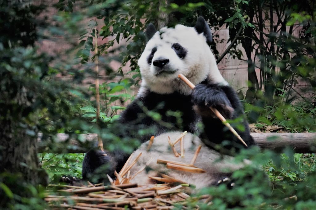 5 Endangered Species That Are Bouncing Back Thanks To Ecotourism - Giant Panda