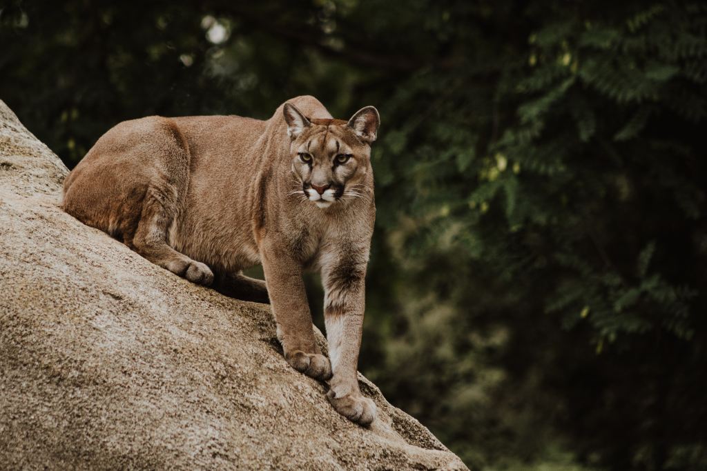 5 Species That Are Bouncing Back Thanks To Ecotourism - Puma