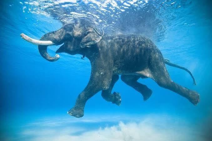 andaman islands swimming elephant