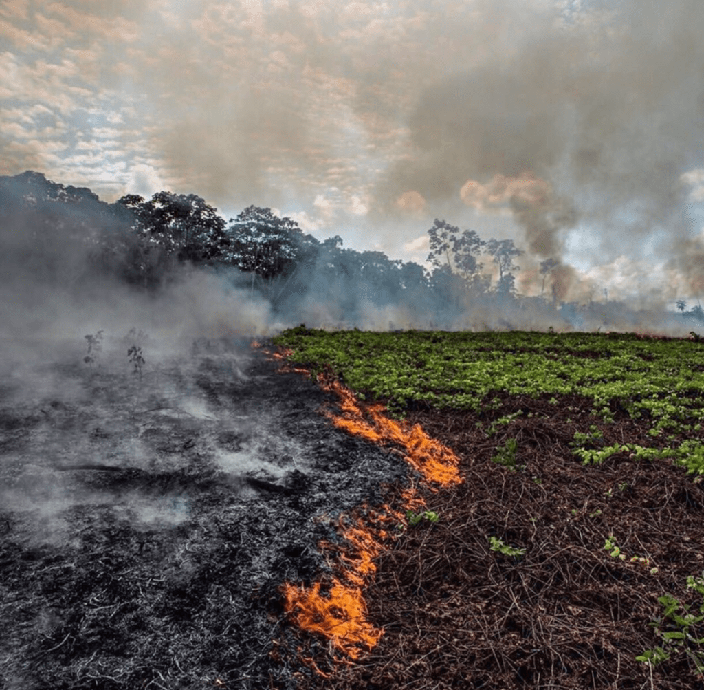 MYLIFESAMOVIE: Amazon Rainforest Wildfires: Everything You Need To Know And How You Can Help