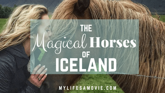 The Magical Horses of Iceland