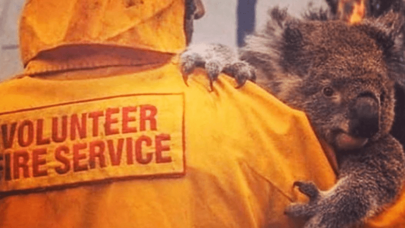 Australia Bushfires: Everything You Need To Know And How You Can Help